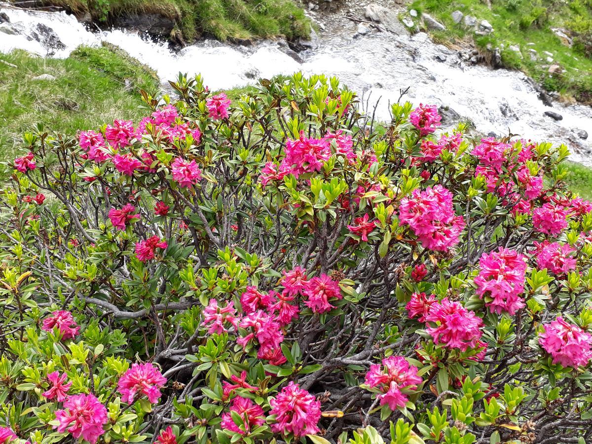 Alpenpension Maderer กาชูร์น ภายนอก รูปภาพ